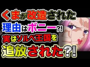 【ワンピース ネタバレ予想】くまが改造された理由はボニー？実はソルベ王国を追放されていた？！（予想考察）